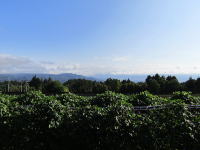 �~�n�߂�-���U���Ō��钭�]