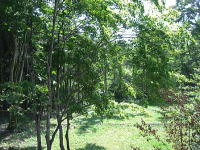 2F����-�����̌i�F-