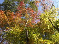 �~�n�̂��݂�-�H�̍g�t-