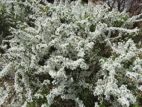 �������̃��L���i�M